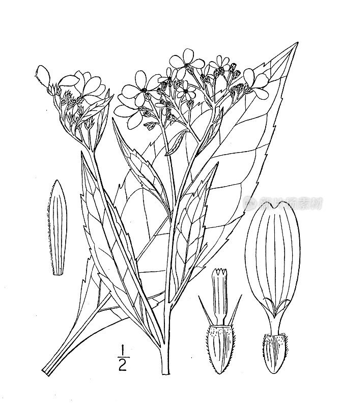 古董植物学植物插图:维吉尼亚马鞭草，维吉尼亚皇冠胡子