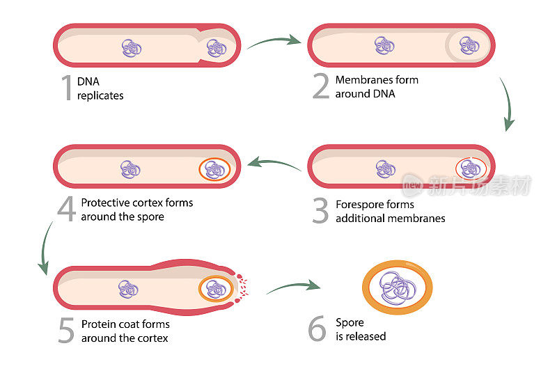 产孢:营养细胞转化为内生孢子