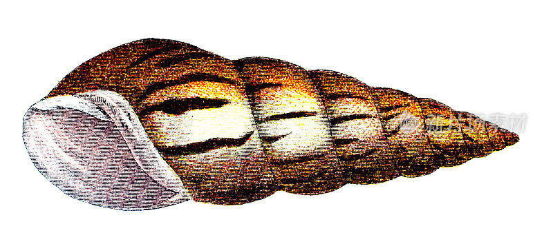 19世纪的彩色海螺雕刻