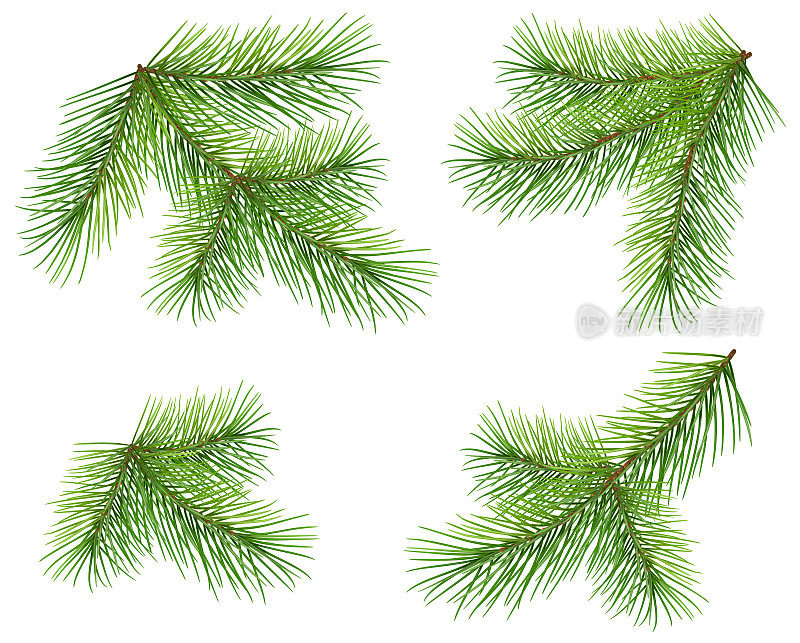 设置绿色松树枝孤立在白色。葱郁的蓬松的冷杉圣诞树的小树枝