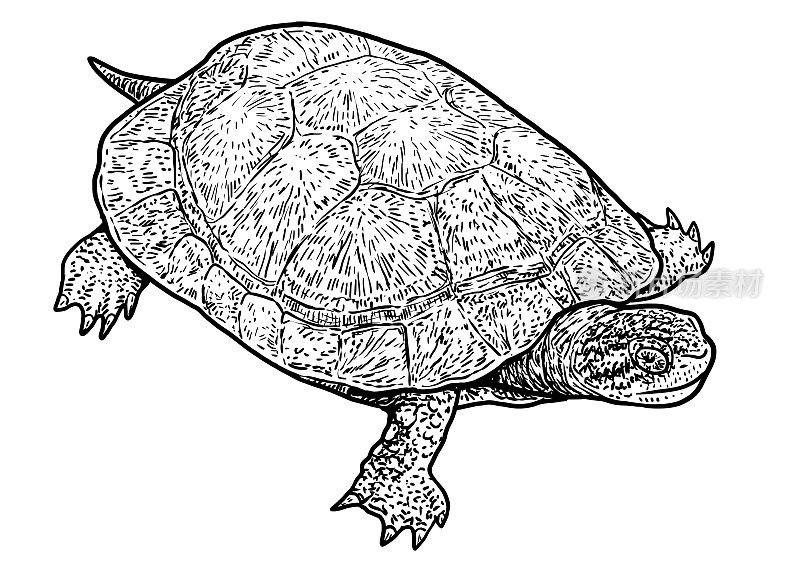 欧洲池塘龟插画，绘画，雕刻，水墨，线条艺术，矢量