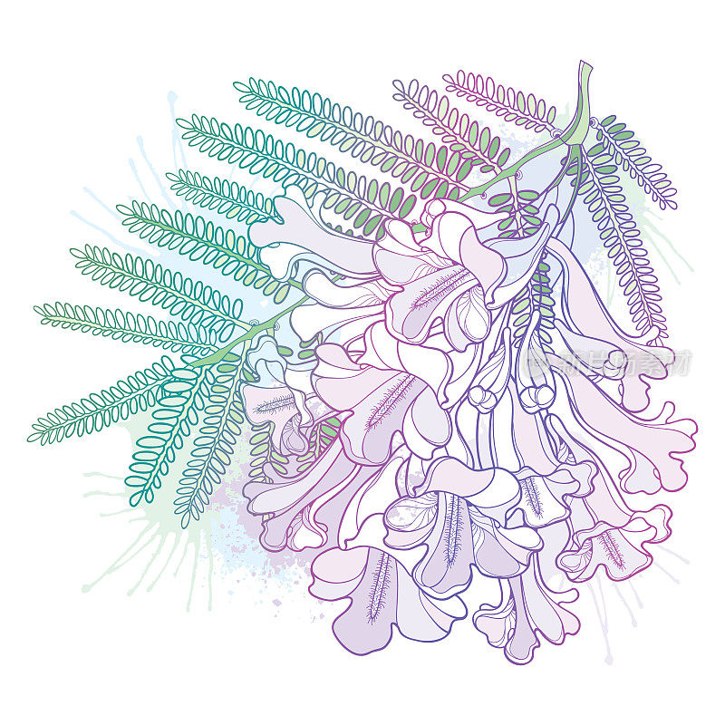轮廓开花的蓝花楹花束矢状枝，芽和叶呈淡紫色和绿色，孤立于白色背景上。