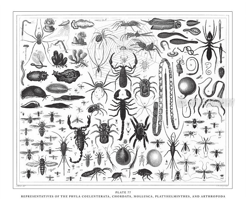 腔肠门、脊索动物门、软体动物门、扁虫门和节肢动物门的代表人物雕刻古董插图，1851年出版
