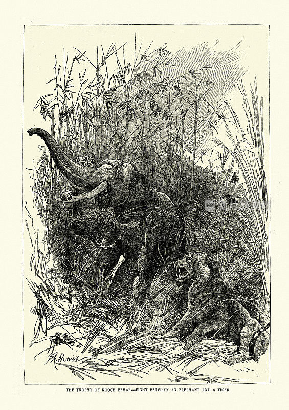 描写大象和老虎之间的争斗，19世纪