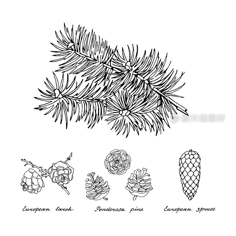 黄松、欧洲落叶松和欧洲云杉的针叶分枝和球果。黑色和白色的复古手绘收集节日装饰和贺卡。矢量插图的冬季符号。