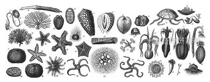 海星和鱿鱼，软体动物门、棘皮动物门、栉水母门和节肢动物门的代表，雕刻古董插图，1851年出版