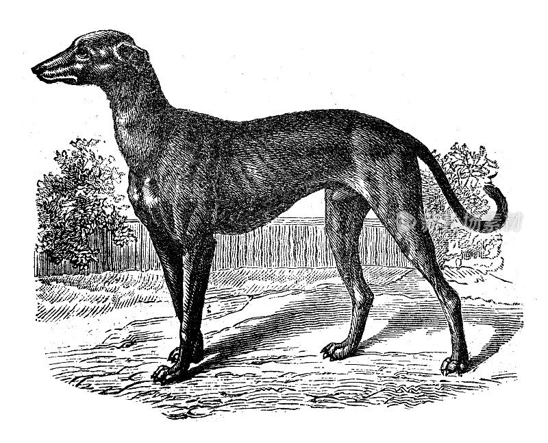 古董动物插图:视觉猎犬，观景猎犬，狗