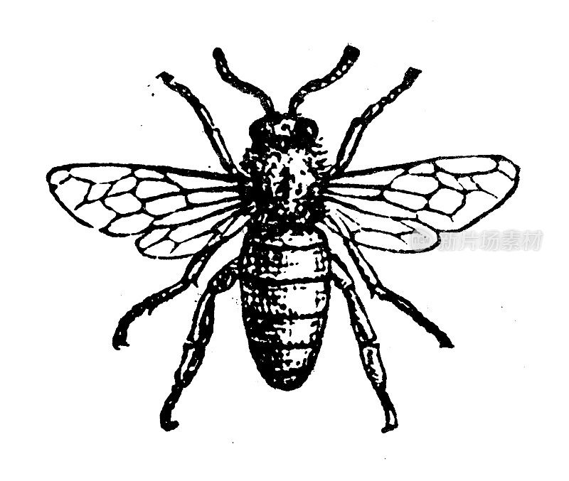 古董插图:蜜蜂
