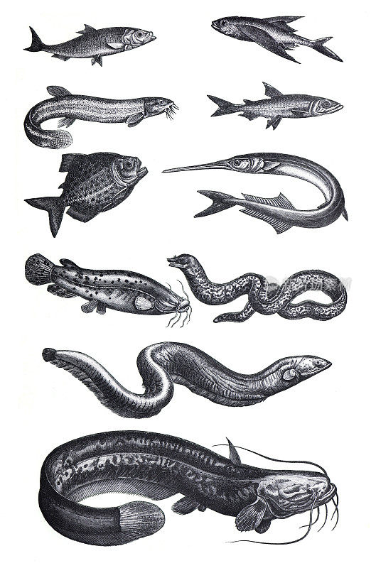 许多不同的鱼类收集，如鳗鱼。从古老的古董手绘插图。