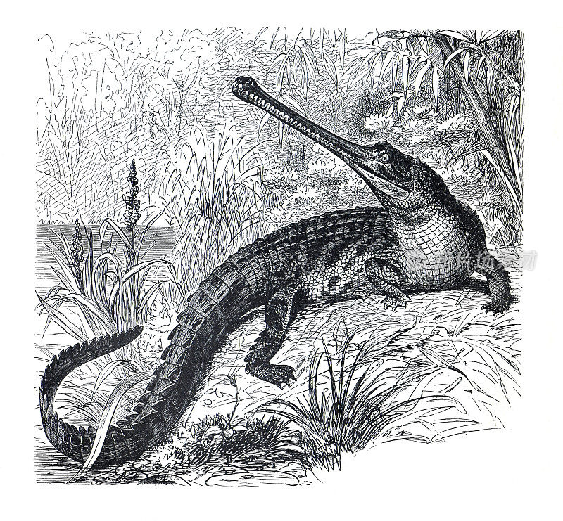 长吻鳄(gangeticus)。老式手绘鳄鱼或凯门鳄插图。