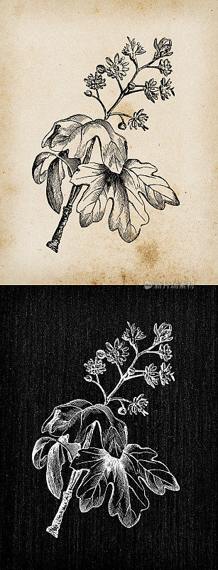 植物学植物仿古雕刻插画:槭(野枫)
