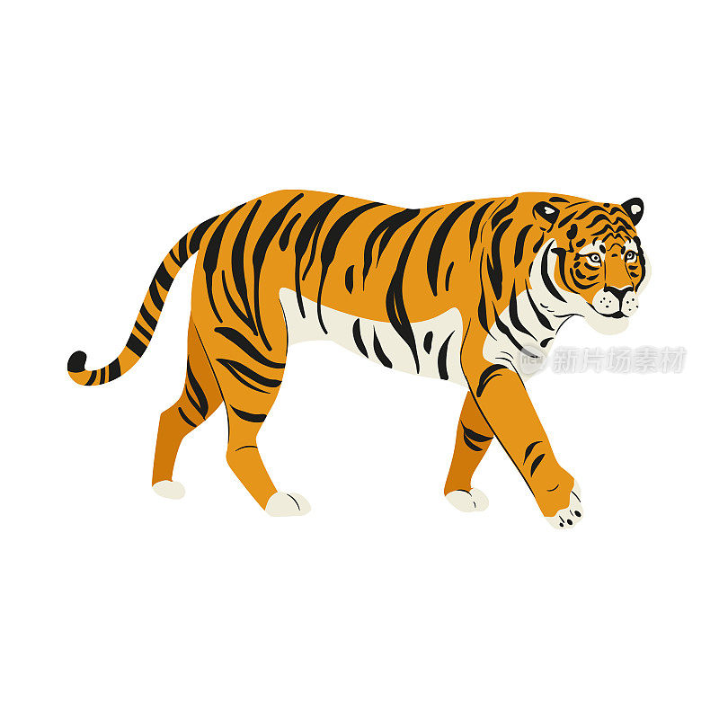 东北虎被孤立在白色背景下。矢量老虎侧面视图。濒危动物