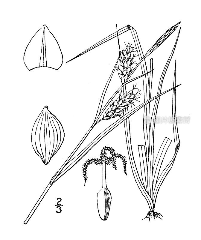 古植物学植物插图:苔草，米德的莎草