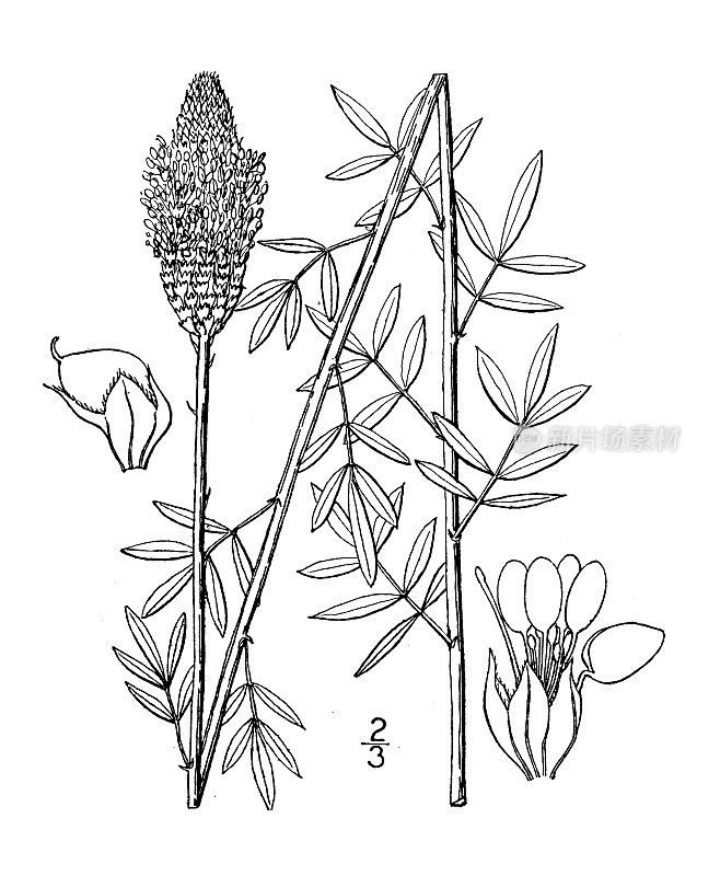 古植物学植物插图:白色草原三叶草