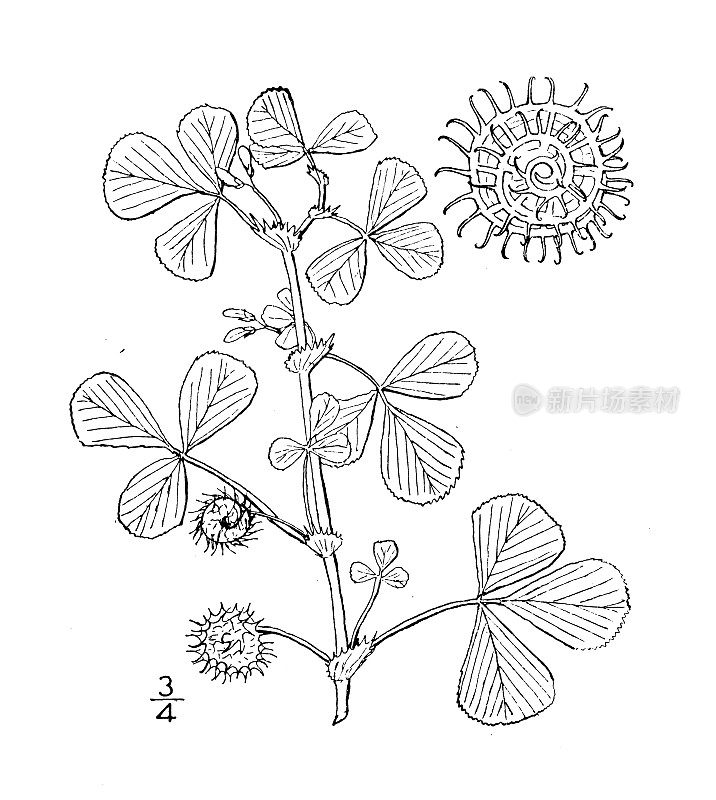 古植物学植物插图:紫花苜蓿、牙医