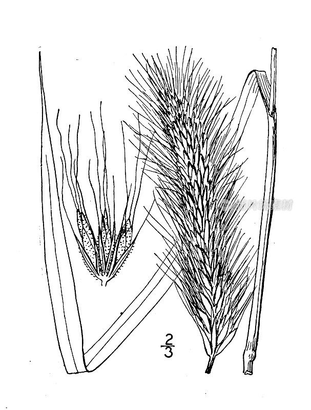 古植物学植物插图:粗壮黑麦，黑麦