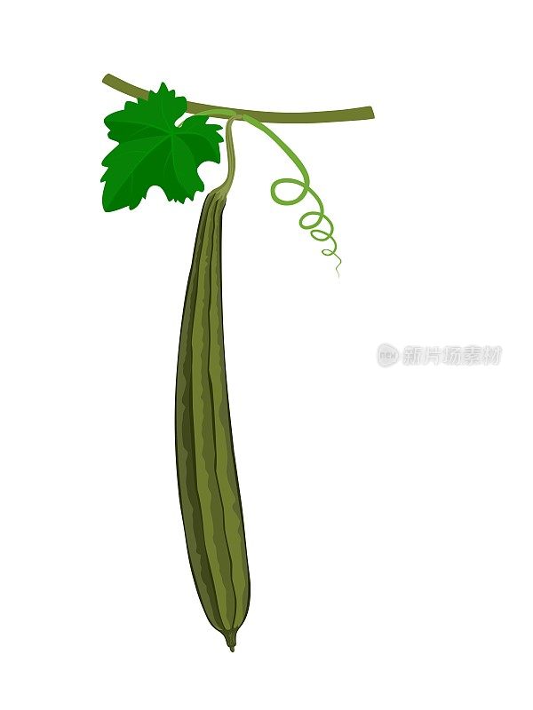 矢量插图的丝瓜或刺丝瓜，也被称为海绵葫芦，孤立在白色背景。