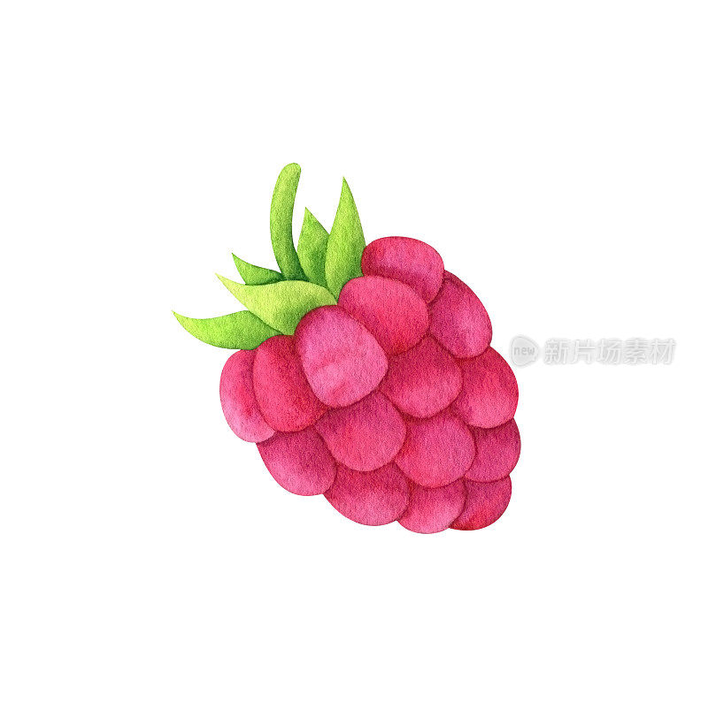 水彩树莓浆果。多汁的粉红色覆盆子的生动插图。剪纸艺术手绘