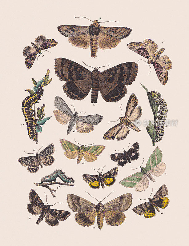蝴蝶(夜蛾科)，手工彩色平版，1881年出版