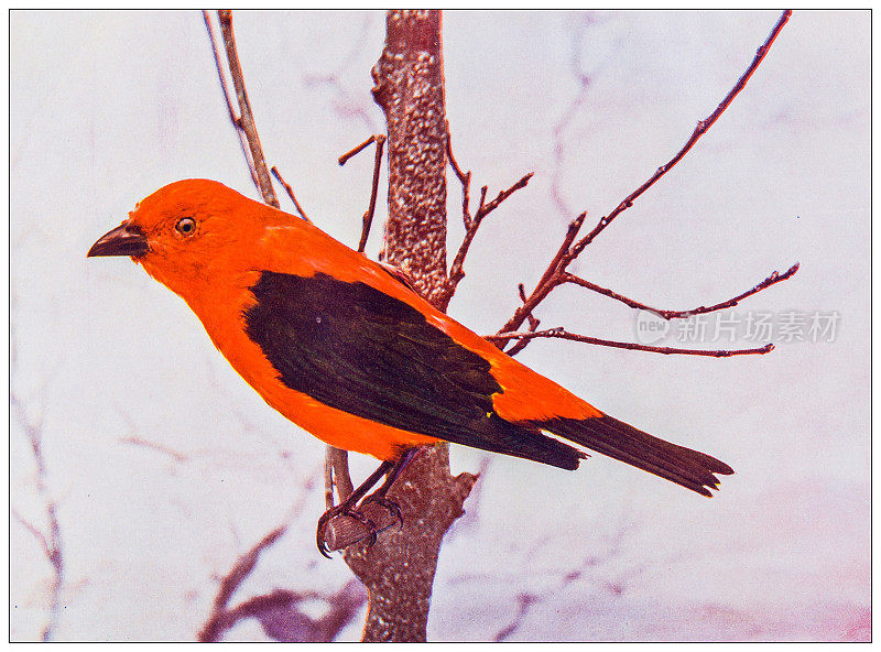 古董鸟类学彩色图像:猩红金丝雀