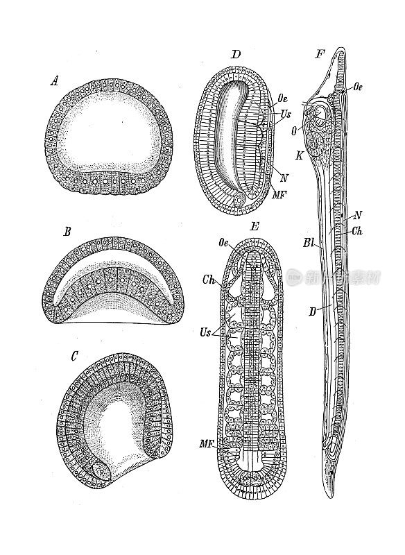 古代生物动物学图像:文昌鱼