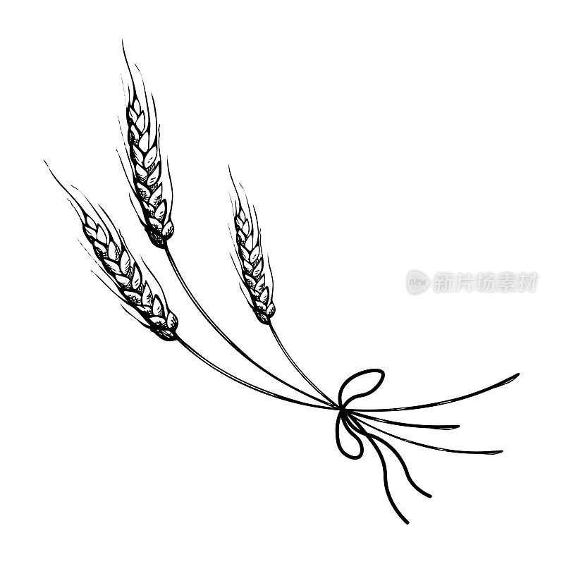 矢量手绘麦穗草图涂鸦。一堆麦穗，干谷物。谷物丰收，农业有机耕作，健康食品的象征。