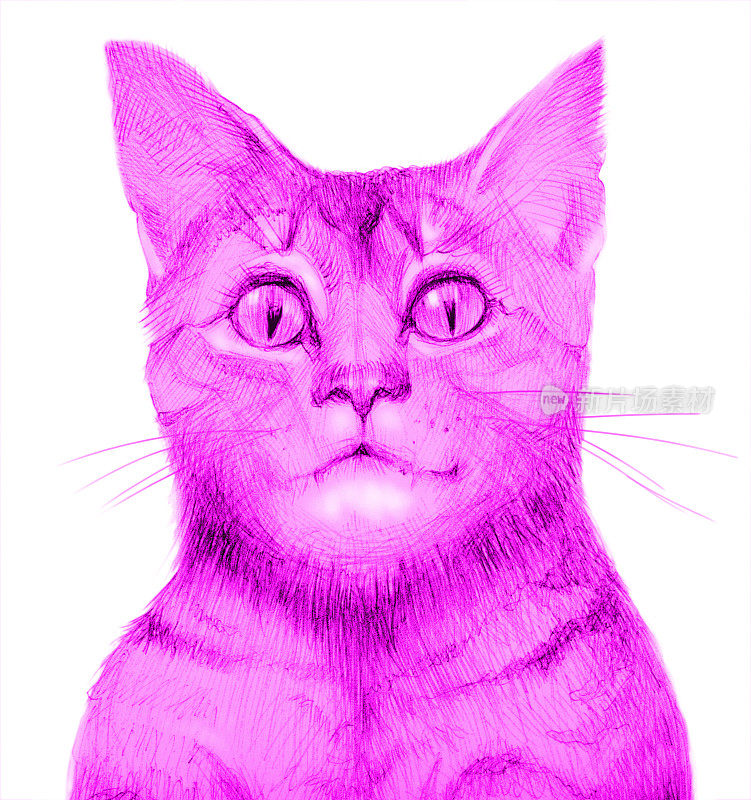 插图铅笔画在粉红色肖像的猫在白色的背景