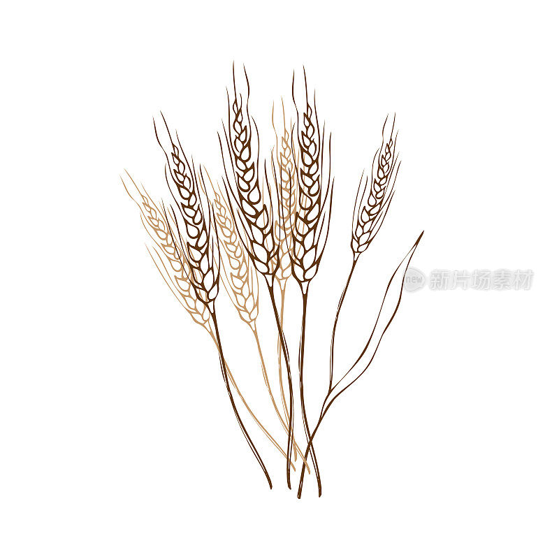 手绘麦穗素描涂鸦。一堆麦穗，干谷物。谷物丰收，是农业、烘焙、农耕、健康食品的象征。设计元素。向量