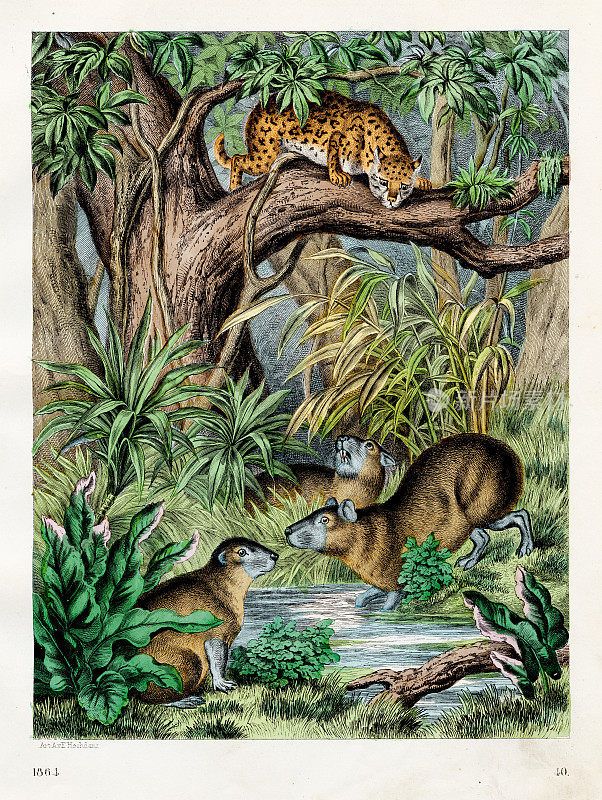 热带哺乳动物:豹猫，水豚彩色板插图1855