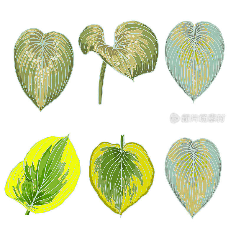 手绘风格化彩色玉簪叶集。在白色上孤立的热带叶。驯化用于城市园林绿化的玉簪属植物。向量。