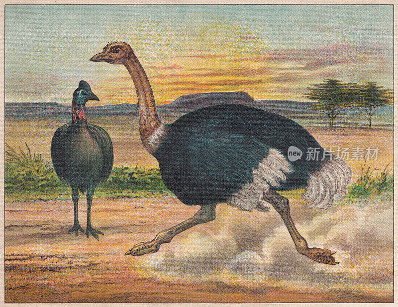 不会飞的鸟:南方食火鸡和鸵鸟，彩色石刻，大约1898年出版