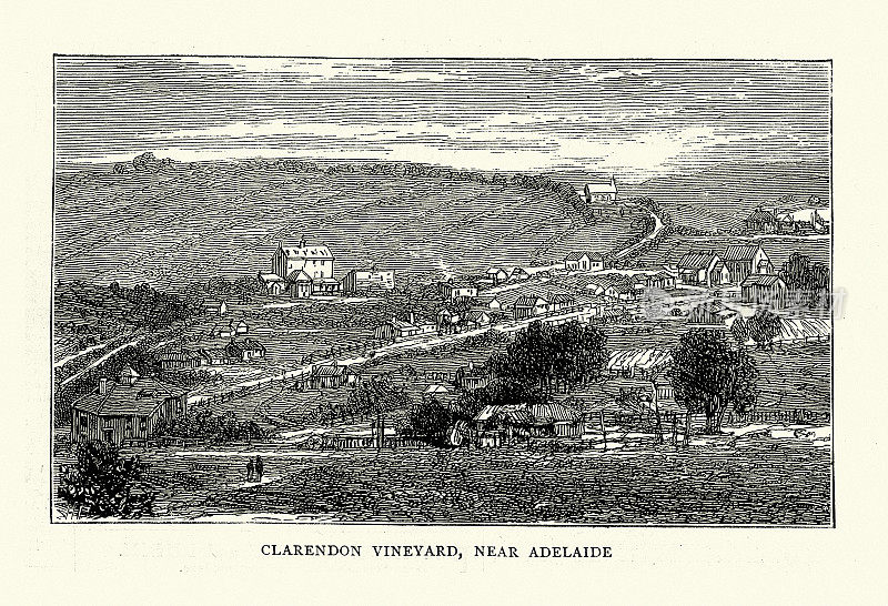 复古插图草图在南澳大利亚，克拉伦登葡萄园，阿德莱德附近，维多利亚，19世纪70年代，19世纪
