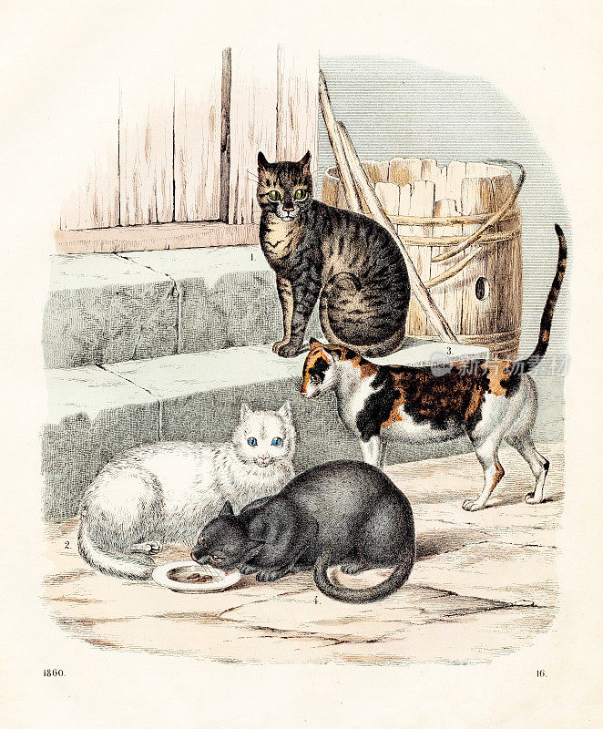 家猫彩色写真1860