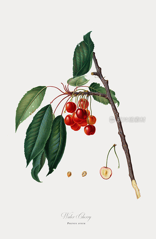 樱桃，植物插图，大约1817年