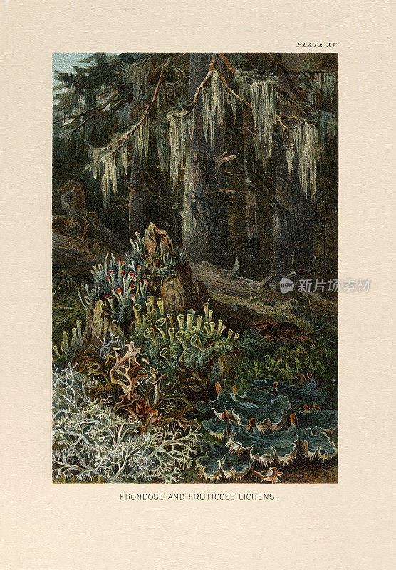 植物自然史，维多利亚植物插图，1897年，蕨类和果藓地衣