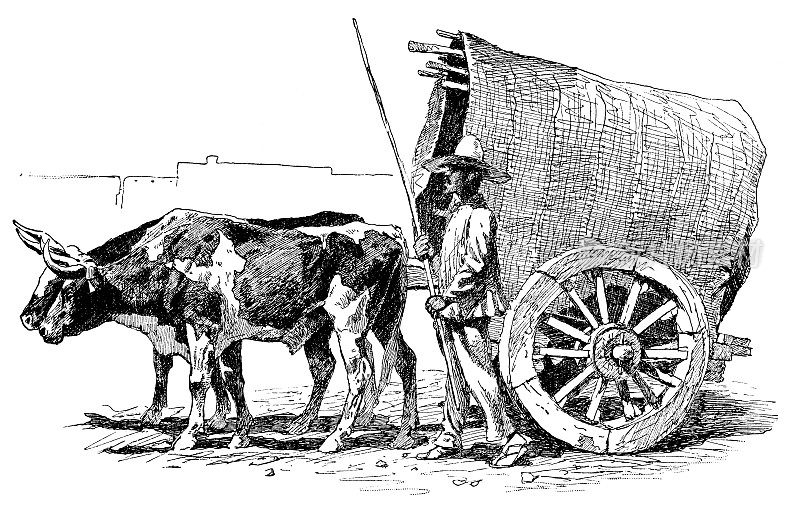 19世纪，美国德克萨斯州休斯顿的牛车