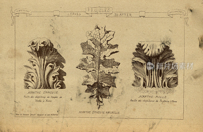 建筑装饰，叶子，刺棘棘，毛蕊棘，海棠，建筑史，装饰和设计，艺术，法国，维多利亚，19世纪