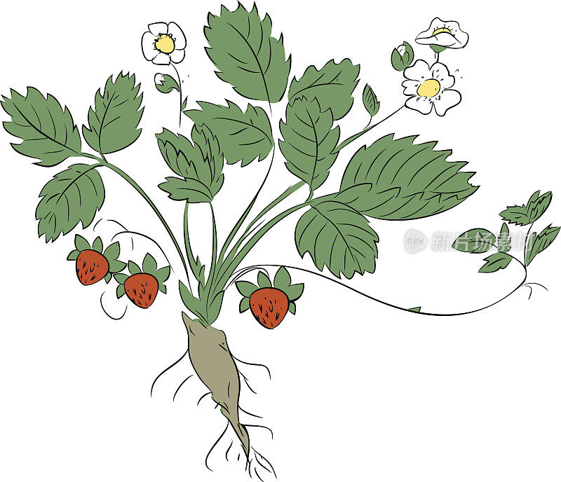 草莓植物