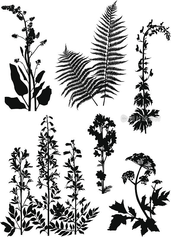 白色背景上的山地植物的黑色插图
