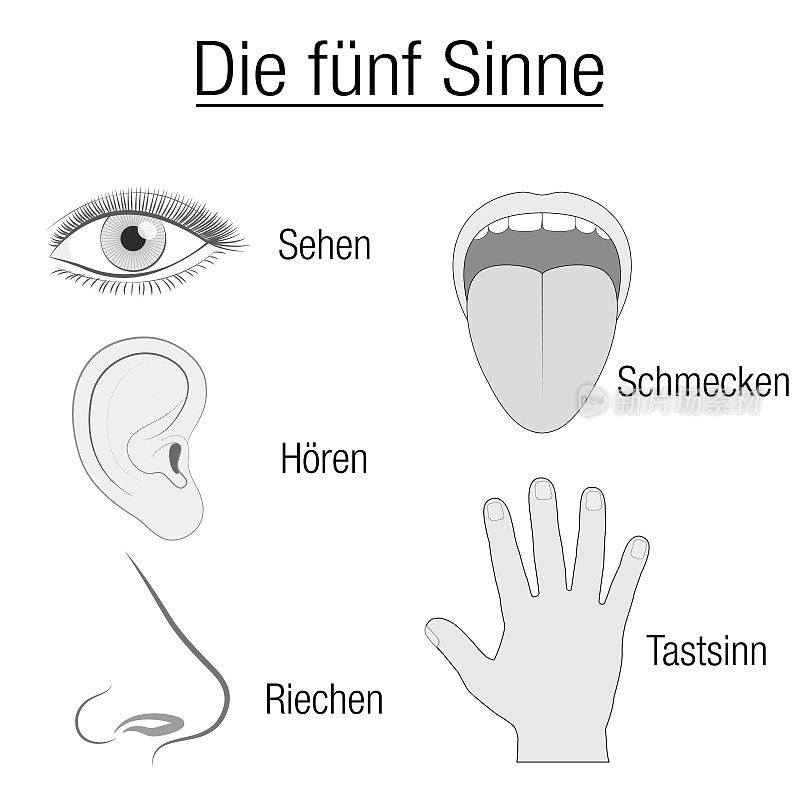 五官表，包括眼、耳、舌、鼻、手等感官器官，用德语适当地指定视觉、听觉、味觉、嗅觉和触觉——白色背景上的孤立向量图解。