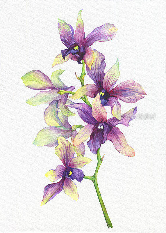 开花的热带紫色兰花(蝴蝶兰，石斛兰)的一枝。花卉艺术。近距离杂交兰花。手绘水彩画插图。背景——水彩画纸。