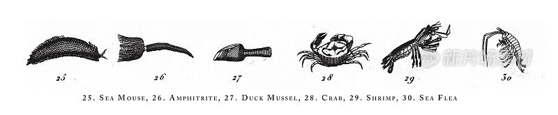 海鼠、两栖动物、鸭贻贝、蟹、虾、海蚤、动物种类分类、雕刻古玩插图，1851年出版