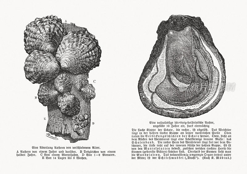 不同年代的牡蛎，木刻，1893年出版