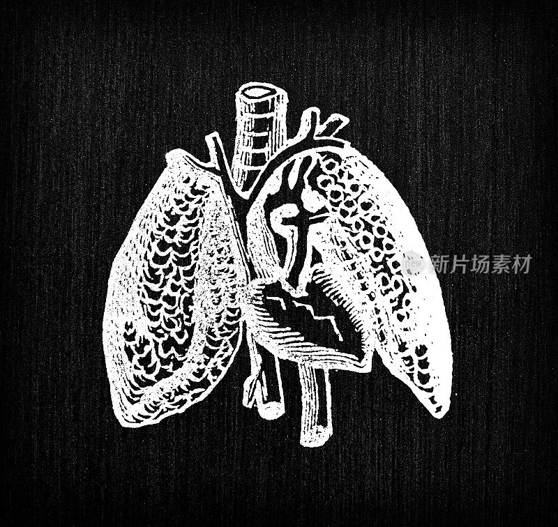 心脏和肺的古董插图