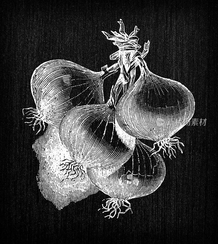 植物学蔬菜植物仿古雕刻插图:荷兰洋葱