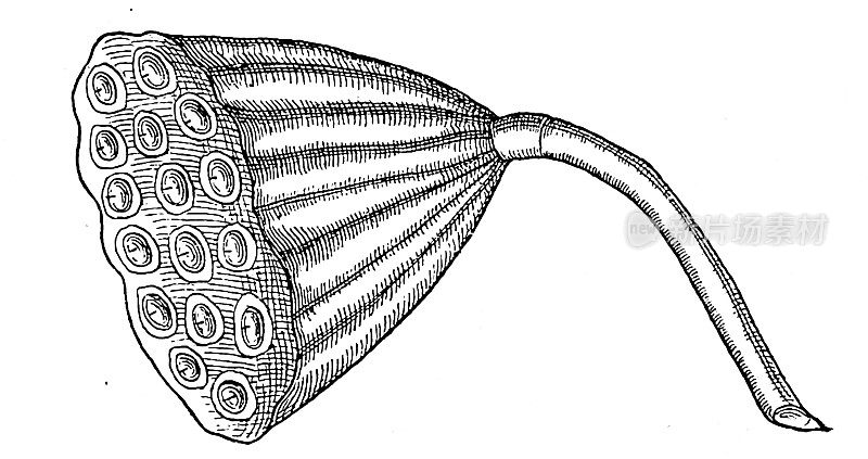 古埃及文化:荷兰花，荷花，果实