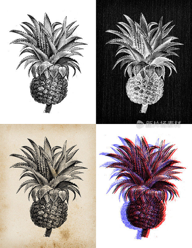古董植物学插图:菠萝