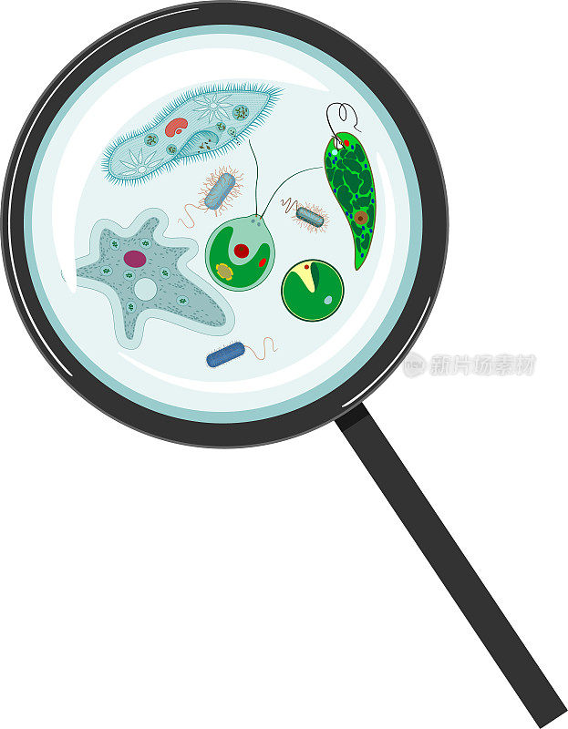显微镜下的单细胞生物:原生动物(尾草履虫、变形变形虫、衣藻、绿球藻)、绿藻(小球藻、水绵)和细菌