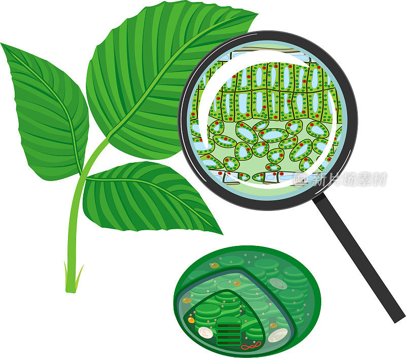 放大镜下植物叶片显微结构剖面图，白色背景下叶绿体分离