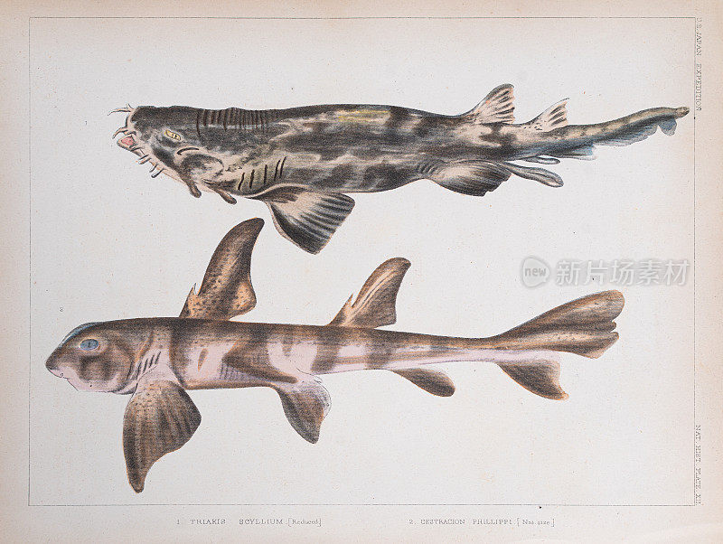 日本的鲨鱼，大头鱼和猎犬鲨插图1856